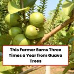 Cultivation Of Taiwan Hybrid Guava In Bihar