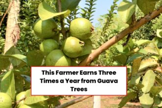 Cultivation Of Taiwan Hybrid Guava In Bihar